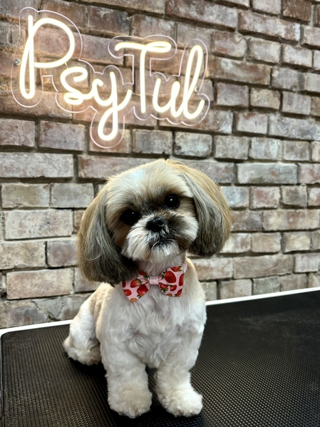 shih tzu