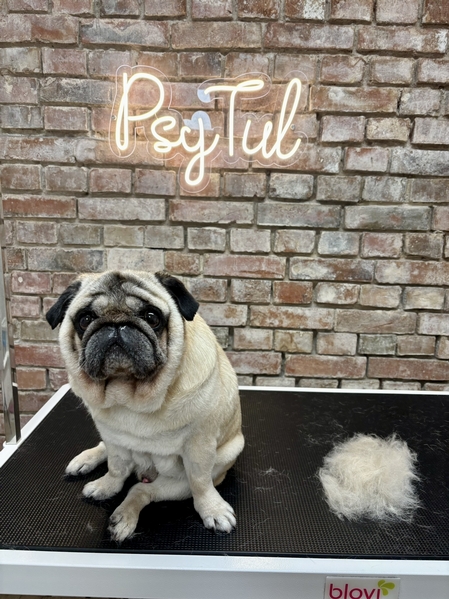 mops